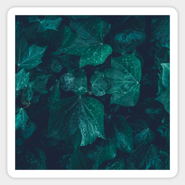 Dark emerald green ivy leaves water drops Sticker by PLdesign